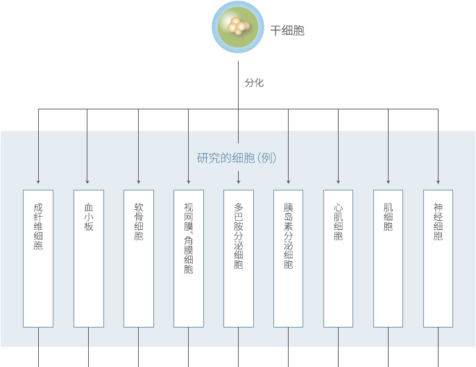 干细胞5.PNG