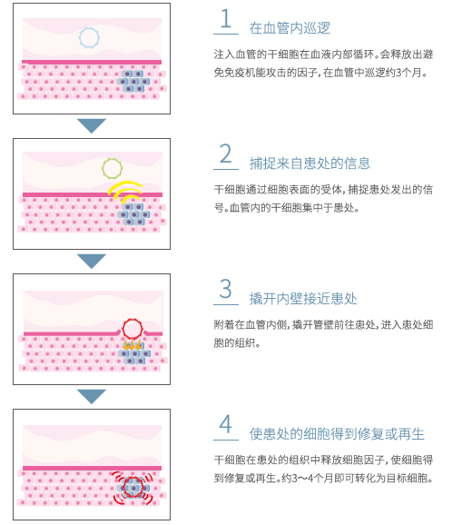 干细胞8.PNG